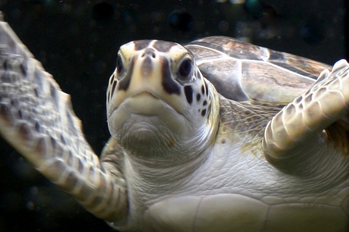 North Carolina Aquariums - Gallery Image 3